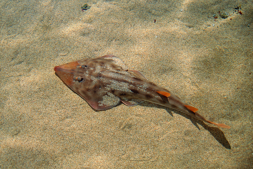 Shovelnose guitarfish, Rhinobatus productus, California, USA.