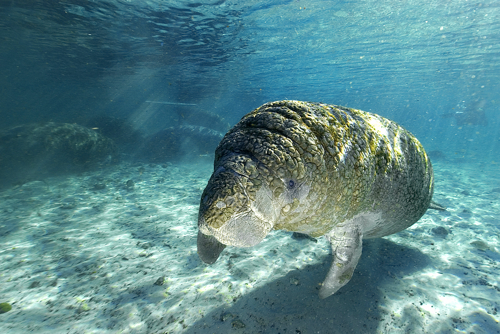 Young Florida manatee, Trichechus manatus latirostrus, Crystal River, Florida, USA