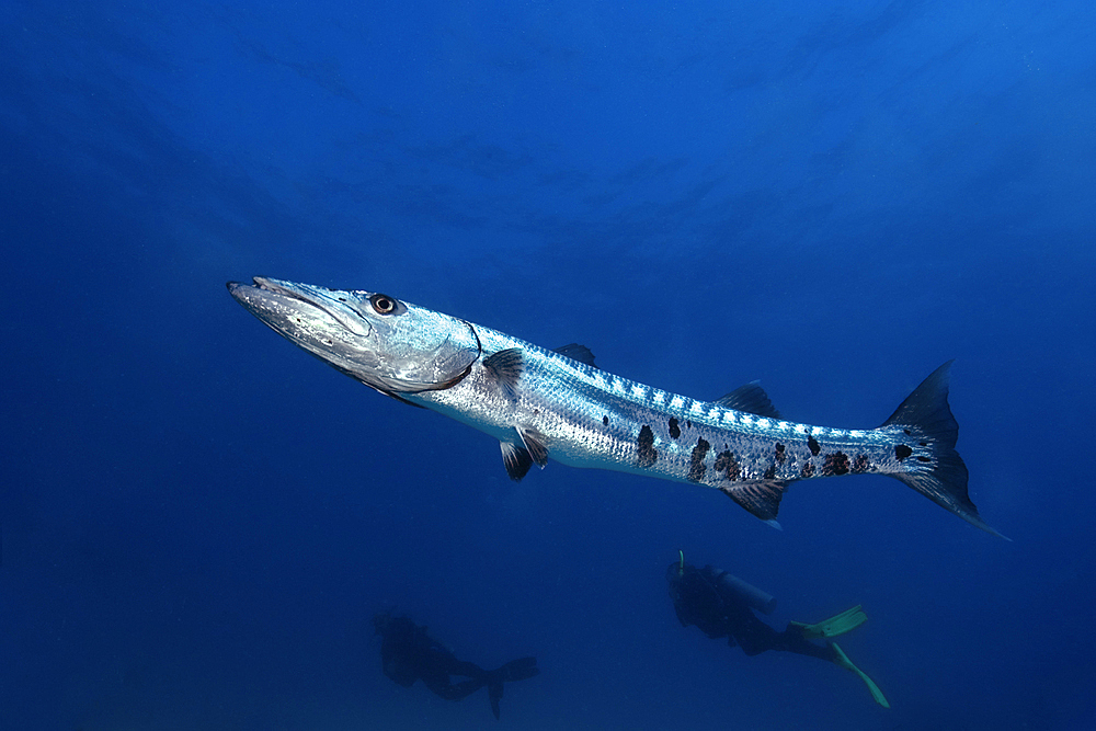 Great barracuda, Sphyraena barracuda, and divers, Molasses Reef, Key Largo, Florida, USA, Atlantic Ocean