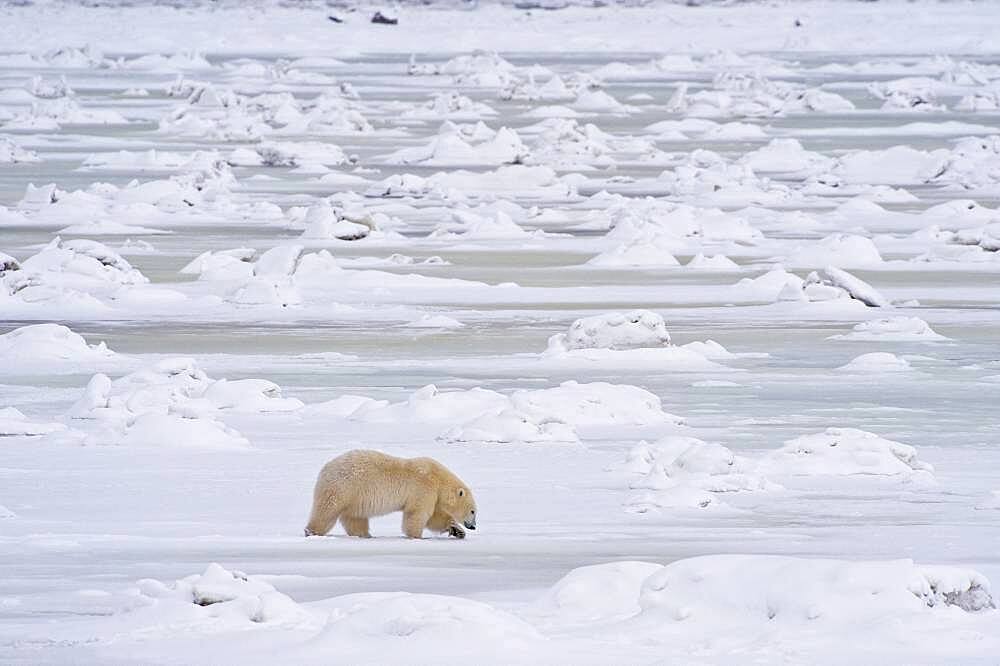 Polar Bear (Ursa maritimus) on sub-arctic Hudson Bay ice and snow, Churchill, MB, Canada