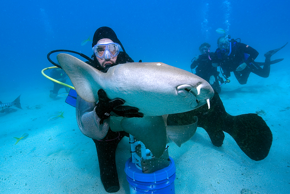 Scuba diver handles nurse shark, Ginglymostoma cirratum, Molasses Reef, Key Largo, Florida, USA, Atlantic Ocean