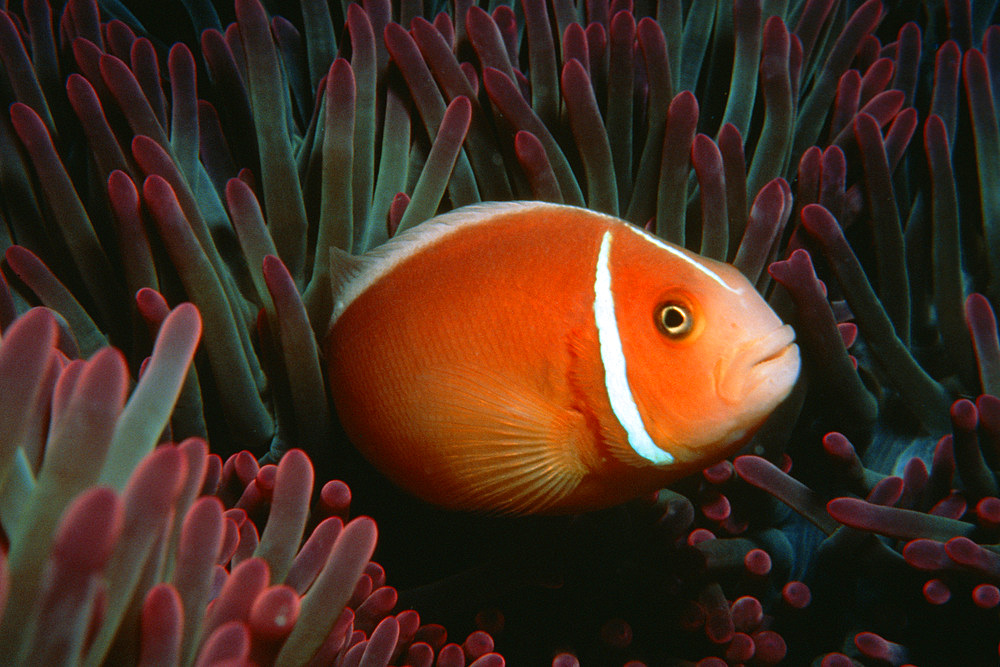 Pink anemonefish, Amphiprion perideraion, in sea anemone, Great barrier reef marine park, Australia (South Pacific).