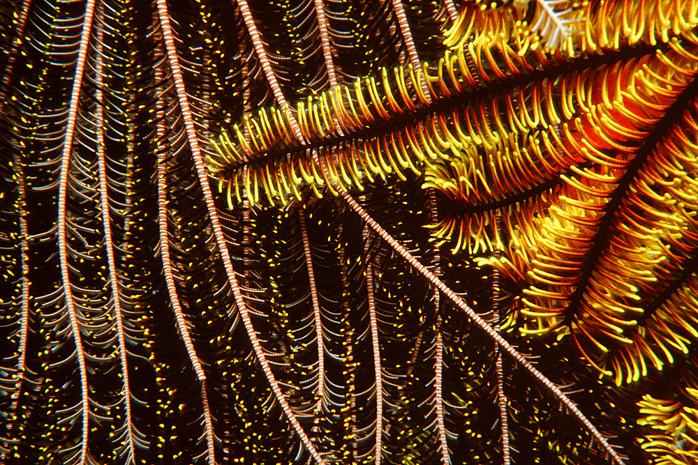 Feather stars, Oxycomanthus bennetti, Temple of Doom, Great Barrier Reef, Australia (S. Pacific).