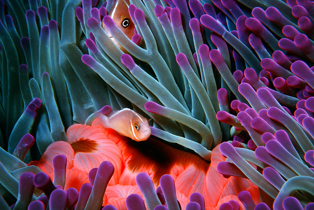 Juvenile and adult pink anemonefish in sea anemone, Amphiprion perideraion, Fila Reef, Port Vila, Vanuatu (S. Pacific).