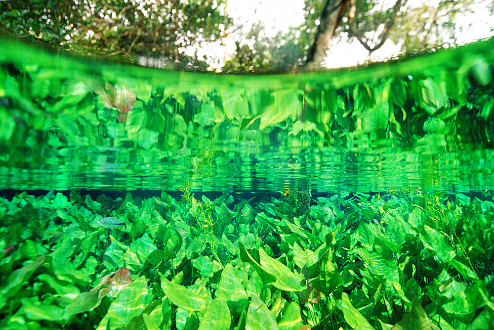 Freshwater plants in national freshwater spring preserve, Aqu∑rio natural, Bonito, Brazil.