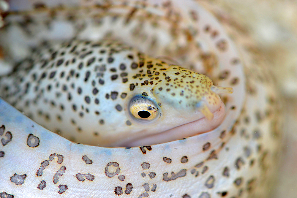 Peppered or Painted moray, Gymnothorax pictus, Nukuione Islet, off Mata 'Utu, Wallis and Futuna, South Pacific