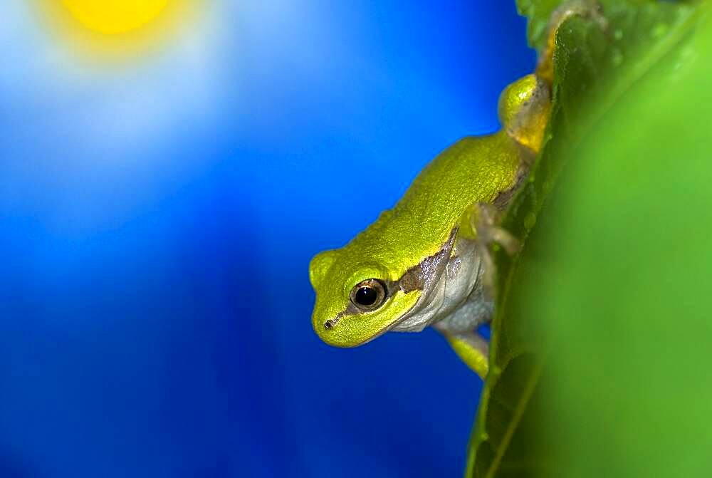 Gray Tree Frog (Rainette Versicolore)