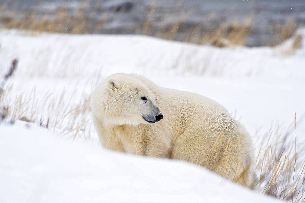 Polar Bear (Ursa maritimus) on sub-arctic Hudson Bay ice and snow, Churchill, MB, Canada