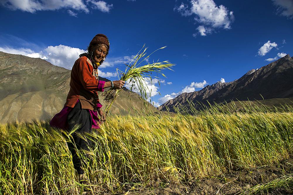 Rural working in Zanskar Valley, Northern India.