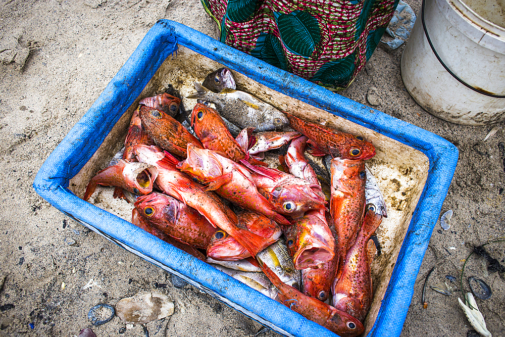 Fish box in the afternoon fish market in Soumb√©dioune beach when the canoes arrive loaded
