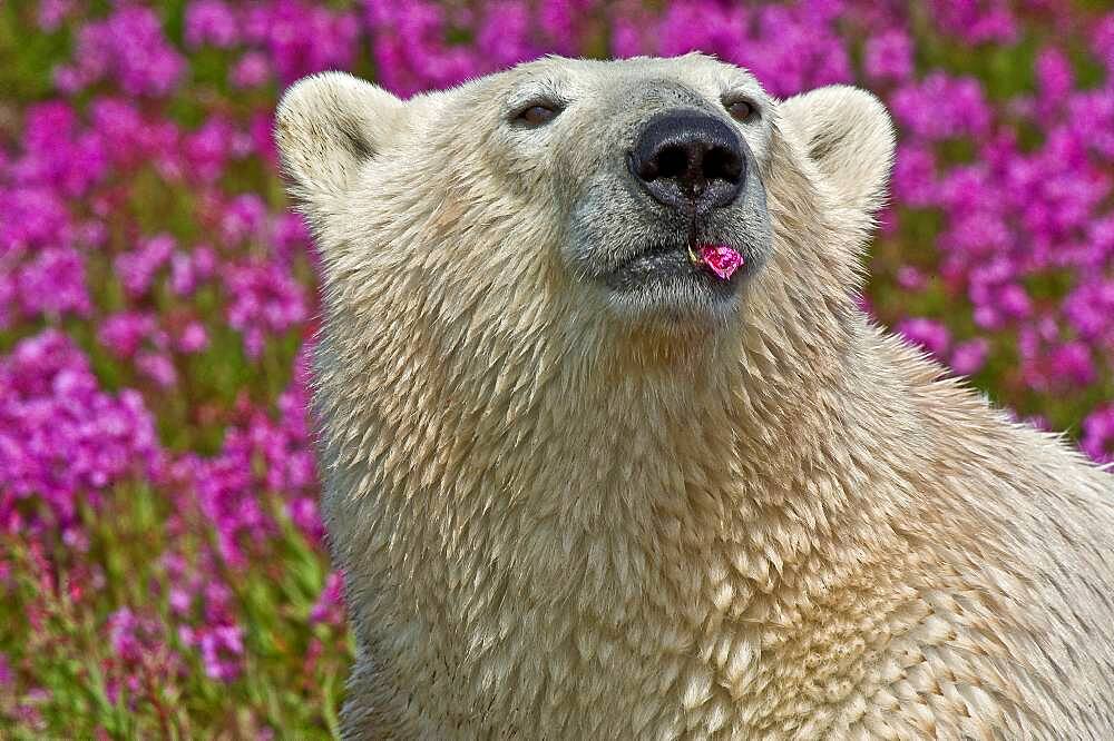 Polar Bear (Ursa maritimus) in fireweed (Epilobium angustifolium) on an island off the sub-arctic coast of Hudson Bay, Churchill, Manitoba, Canada.