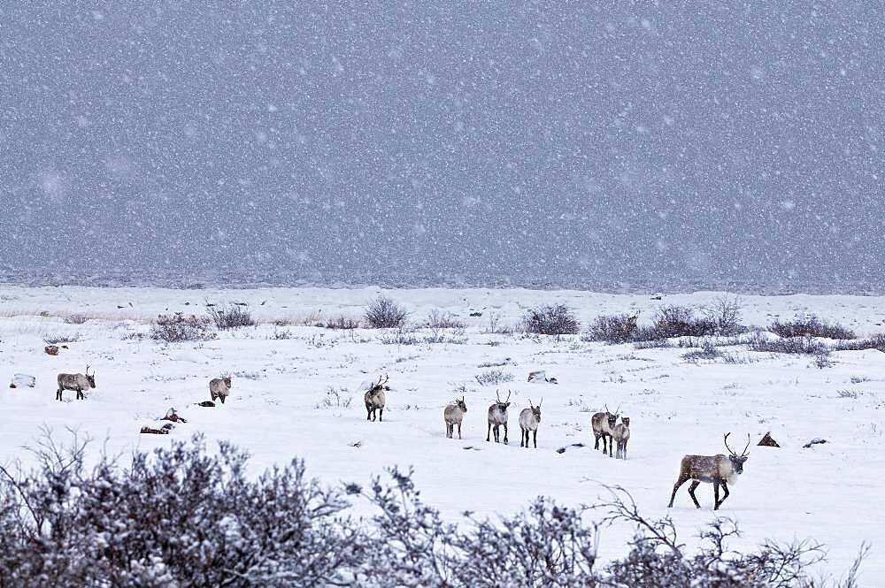 Caribous in winter landscape