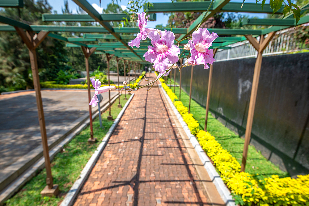 Flower hanging from trestle outside of Kigali Genocide Memorial, Kigali, Rwanda.