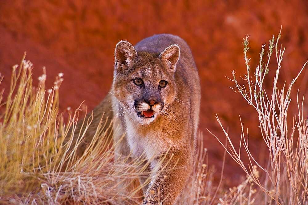 Mountain Lions in the mountains of Montana, United States