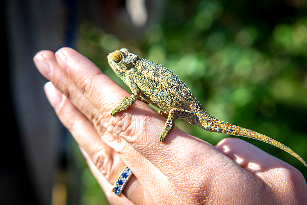 Chameleon resting on human hand Volcanos National Park, Rwanda