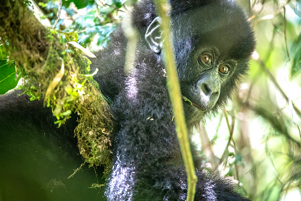 A baby Mountain Gorilla (Gorilla beringei beringei) of the Muhoza group, in Volcanoes National Park, Virunga mountain range, Rwanda