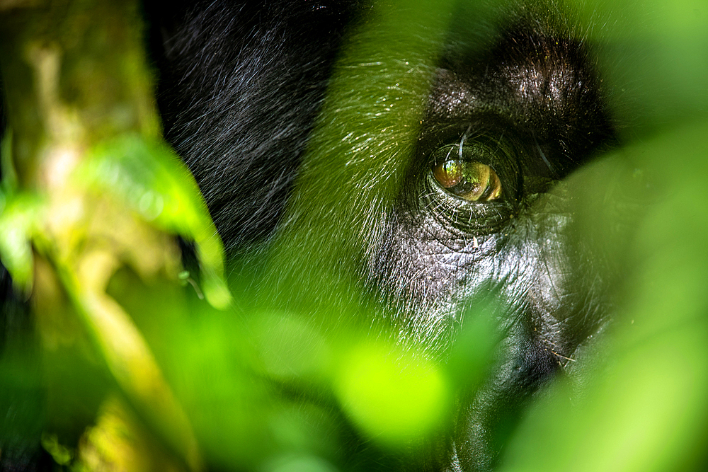 The eyes of a Mountain Gorilla (Gorilla beringei beringei) of the Muhoza group, peak out from behind foliage, in Volcanoes National Park, Virunga mountain range, Rwanda