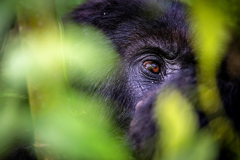 The eyes of a Mountain Gorilla (Gorilla beringei beringei) of the Muhoza group, peak out from behind foliage, in Volcanoes National Park, Virunga mountain range, Rwanda