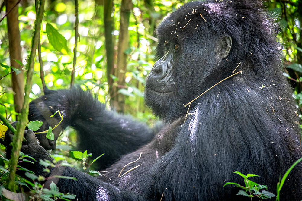 Mountain Gorilla (Gorilla beringei beringei) of the Muhoza group, in Volcanoes National Park, Virunga mountain range, Rwanda