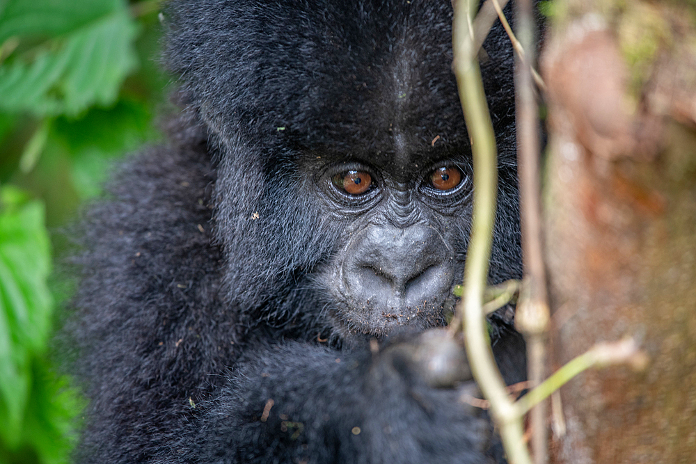 A baby Mountain Gorilla (Gorilla beringei beringei) of the Muhoza group, in Volcanoes National Park, Virunga mountain range, Rwanda