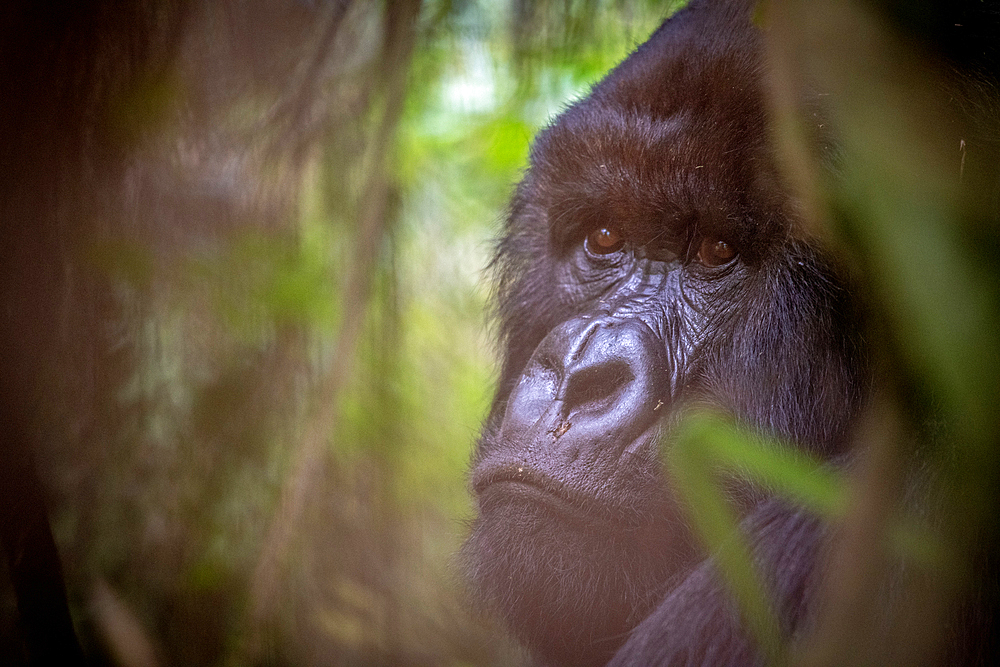 Mountain Gorilla (Gorilla beringei beringei) of the Muhoza group climb trees, in Volcanoes National Park, Virunga mountain range, Rwanda