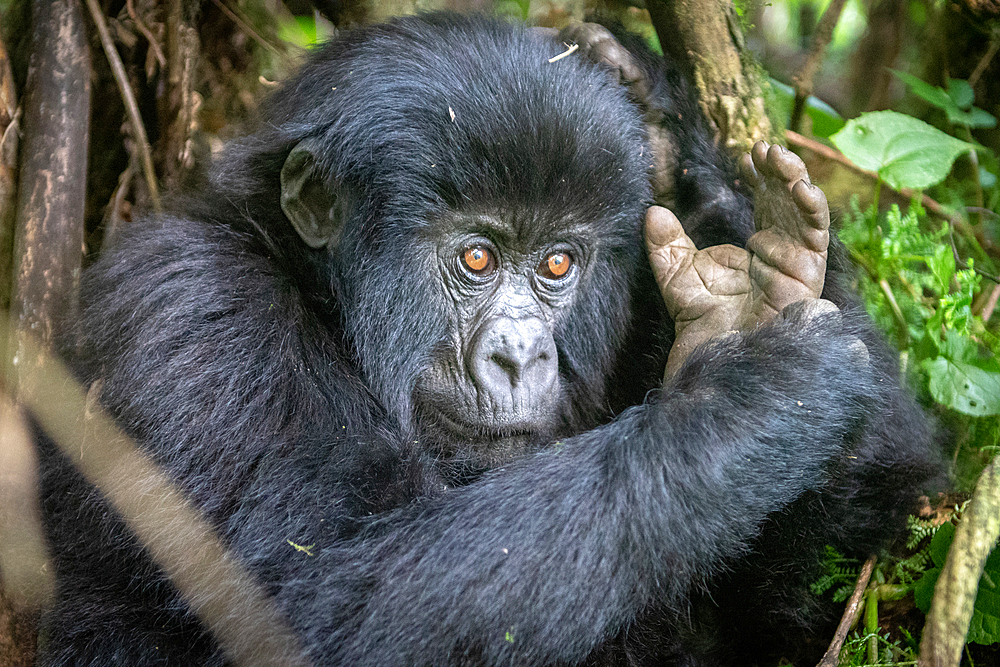 Mountain Gorilla (Gorilla beringei beringei) of the Muhoza group, in Volcanoes National Park, Virunga mountain range, Rwanda .