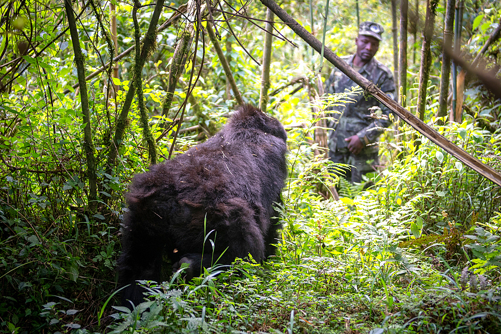 A Mountain Gorilla (Gorilla beringei beringei) of the Muhoza group looks at a man in uniform, in Volcanoes National Park, Virunga mountain range, Rwanda.