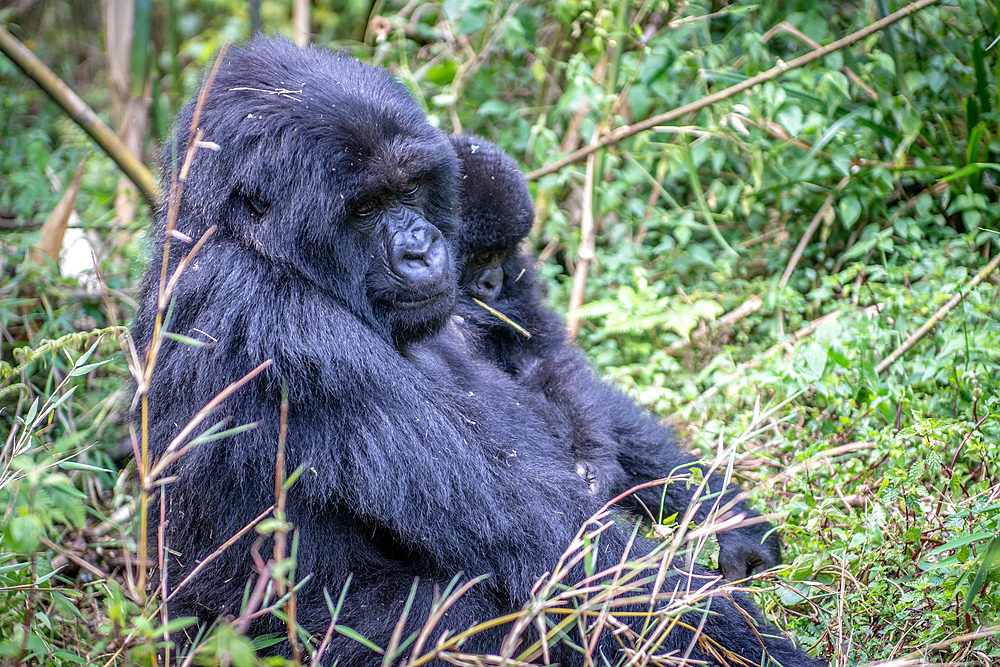 A Mountain Gorilla (Gorilla beringei beringei) of the Muhoza group ,holds her child, in Volcanoes National Park, Virunga mountain range ,
Volcanos National Park, Rwanda.