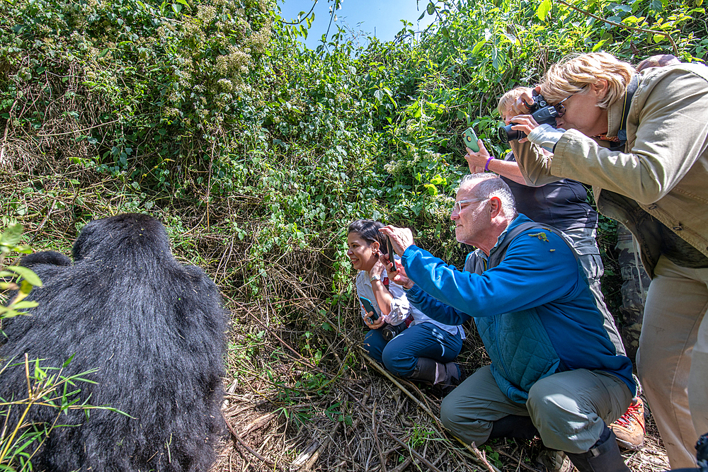 Tourist look at and photograph a Mountain Gorilla (Gorilla beringei beringei) of the Muhoza group, in Volcanoes National Park, Virunga mountain range, Rwanda.