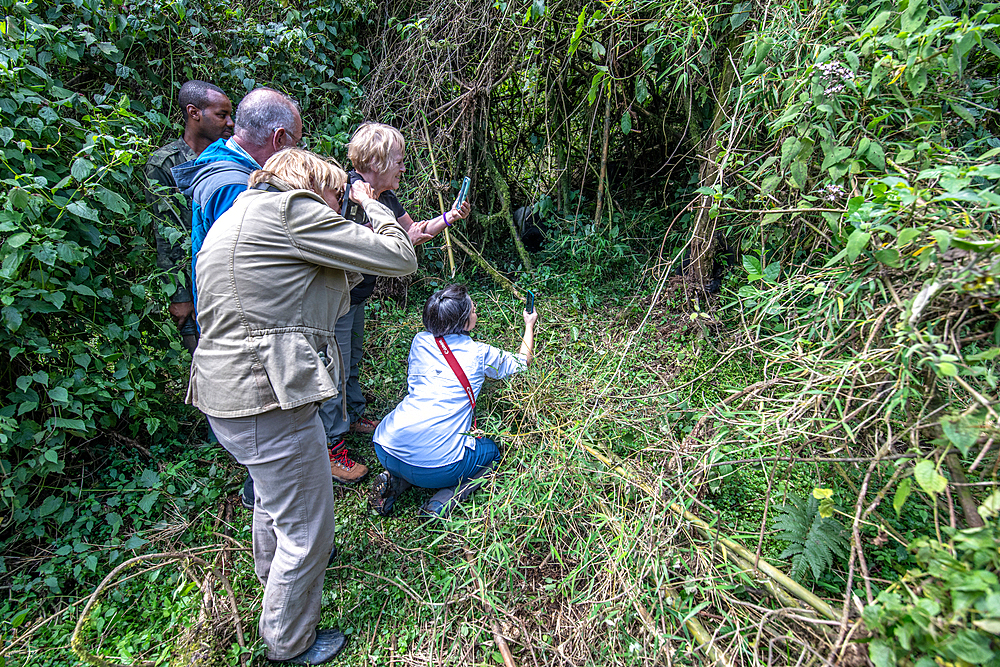 Tourist take pictures of Mountain Gorillas (Gorilla beringei beringei) of the Muhoza group, in Volcanoes National Park, Virunga mountain range, Rwanda .