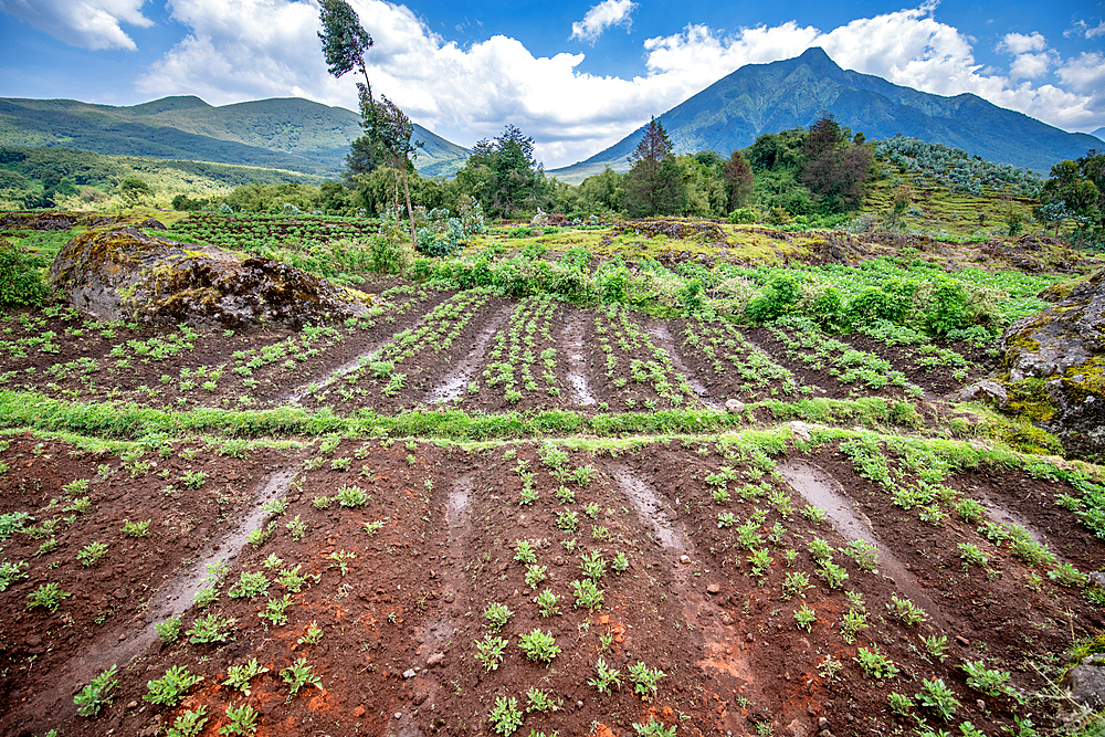 Potato fields on small farms near Volcanos National Park, Rwanda