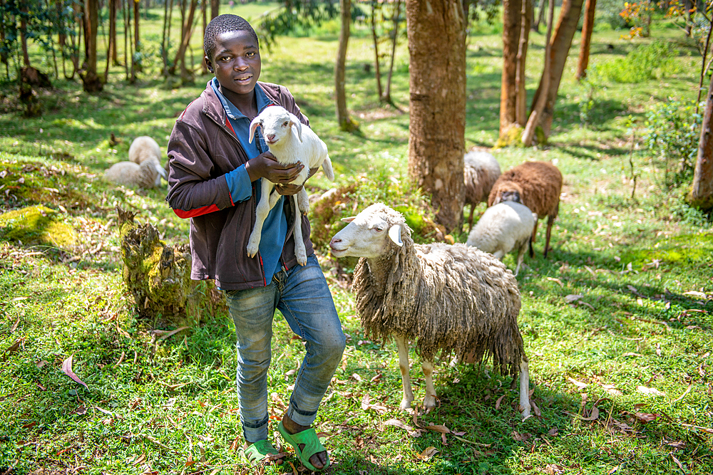 A young boy holds up lamb from his flocks sheep in Eucalyptus grove, Kinigi, Rwanda.