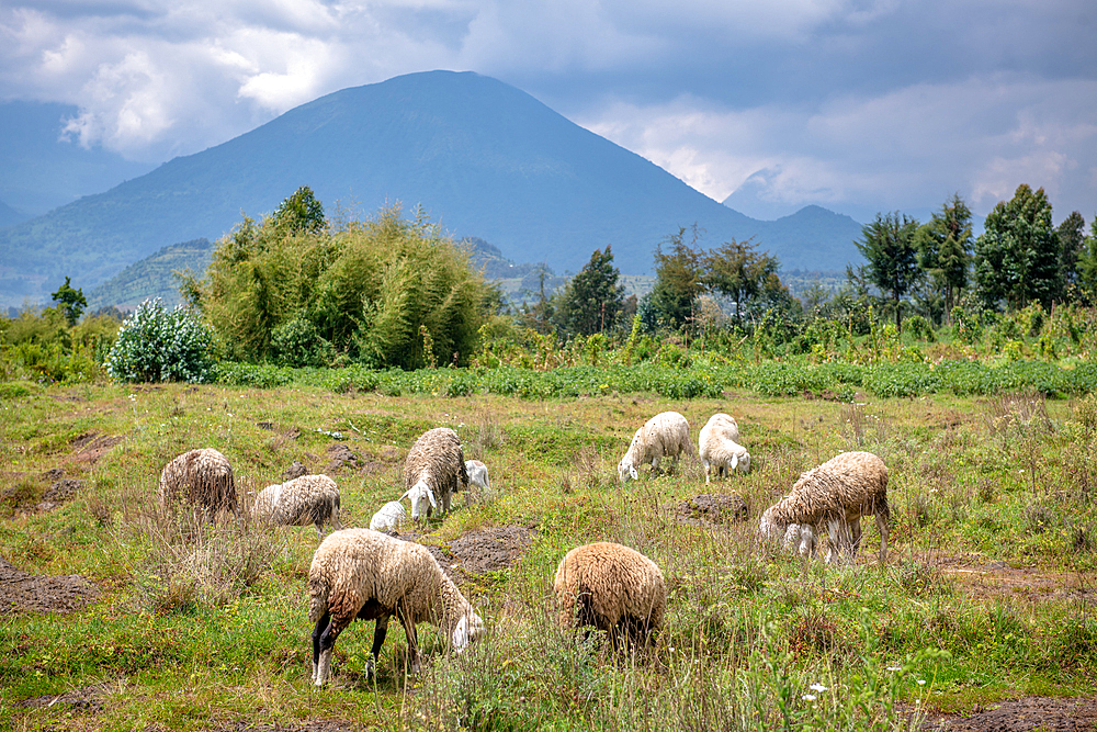 Sheep grazing in open field with volcanic mountains in the distance, Kinigi, Rwanda