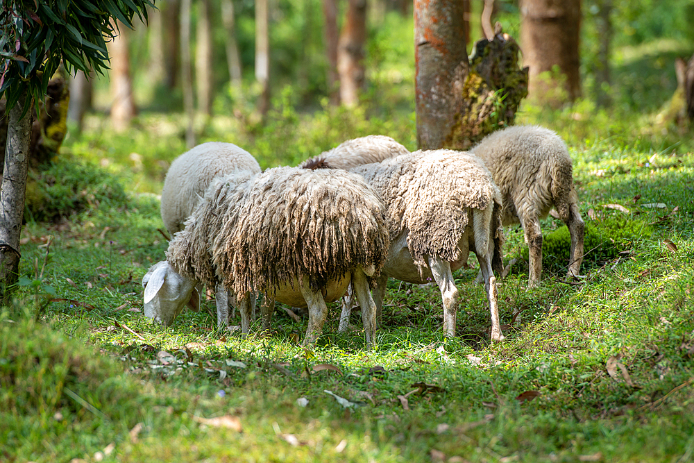 Sheep grazing in Eucalyptus grove, Kinigi, Rwanda