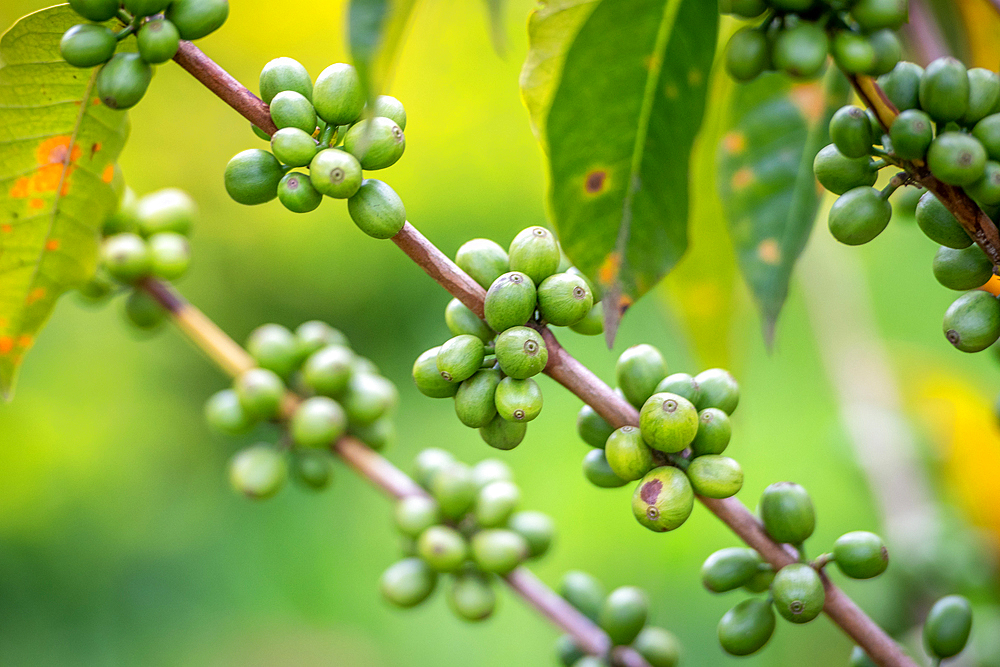 Unripe coffee beans growing on tree in Rwanda