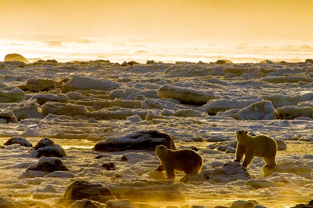 Polar Bear (Ursa maritimus) on sub-arctic Hudson Bay ice and snow, Churchill, MB, Canada