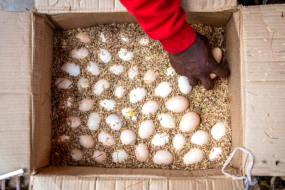 Eggs packed in shipping box, Kimironko Market, Kigali Rwanda