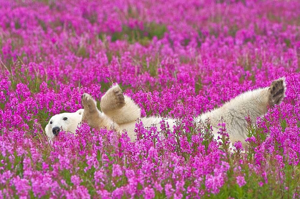 Polar Bear (Ursa maritimus) in fireweed (Epilobium angustifolium) on an island off the sub-arctic coast of Hudson Bay, Churchill, Manitoba, Canada. Bears come to spend the summer loafing on the island and looking for a careless seal or dead whale to wash up. Global warming has shortened their winter so they are increasingly looking for food in the summer.