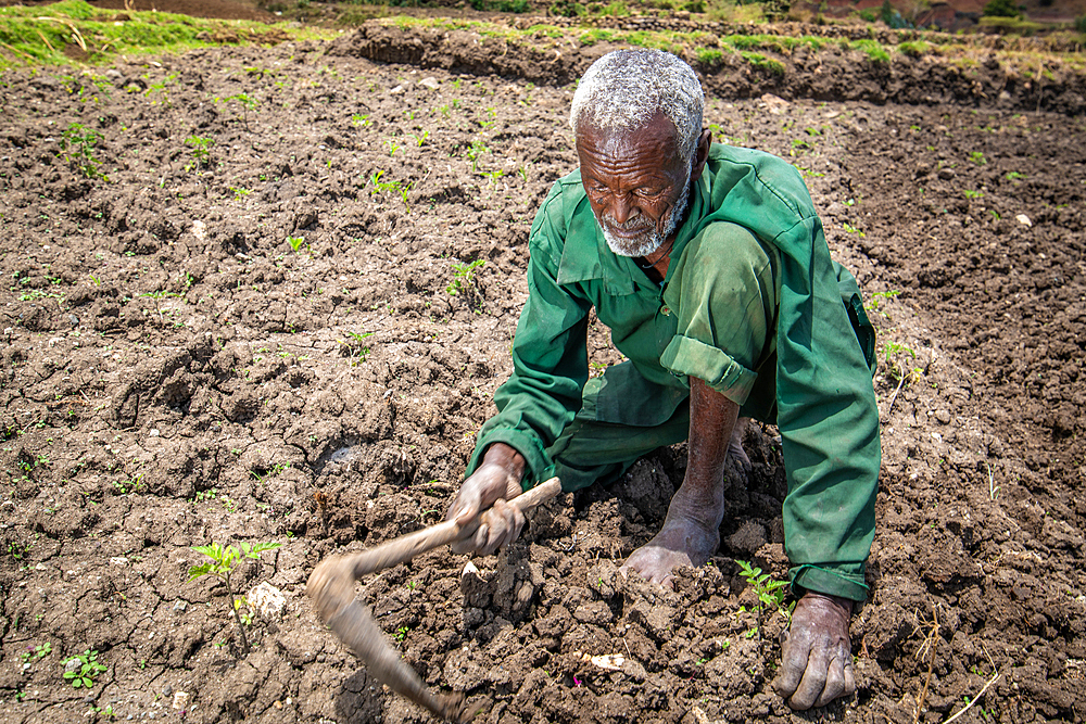 An elderly Ethiopian farmer uses a wooden hoe to tend to his fields, Debre Berhan, Ethiopia.