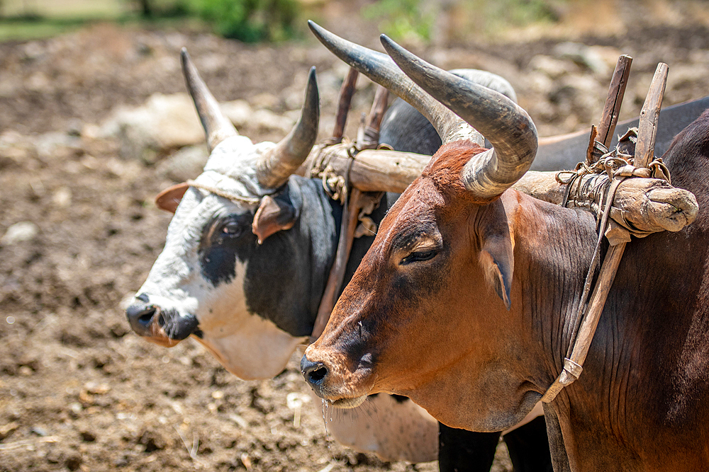 Cattle being used to pull a plough, Debre Berhan, Ethiopia.