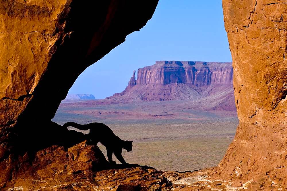 Mountain Lions in the mountains of Montana, United States