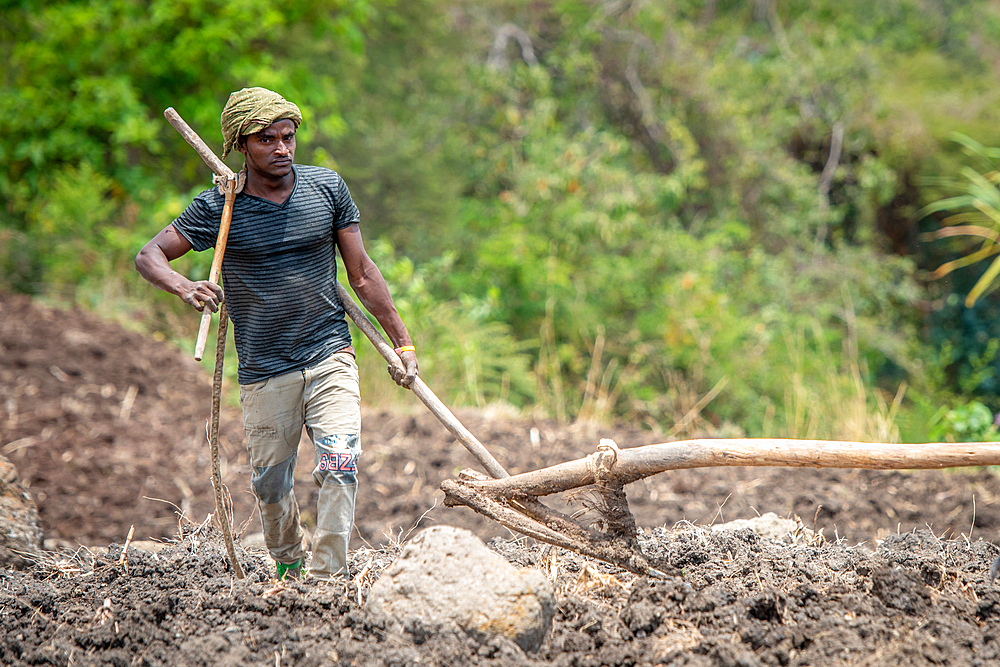 An Ethiopian farmer uses a cattle drawn plough to tend to his fields, Debre Berhan, Ethiopia.