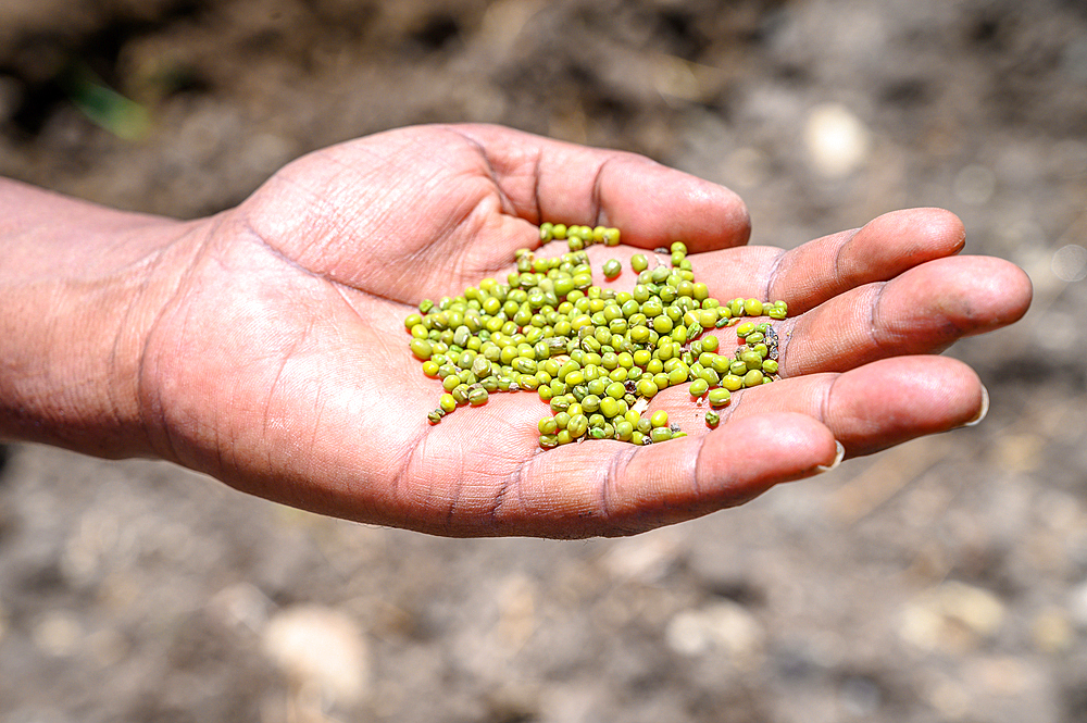 Field visits near Debre Berhan with Ray Weil and Kate Tully . Debre Berhan, Ethiopia