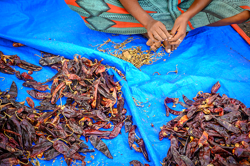 Hands removing stems from dried red chili peppers at outdoor market, Debre Berhan, Ethiopia