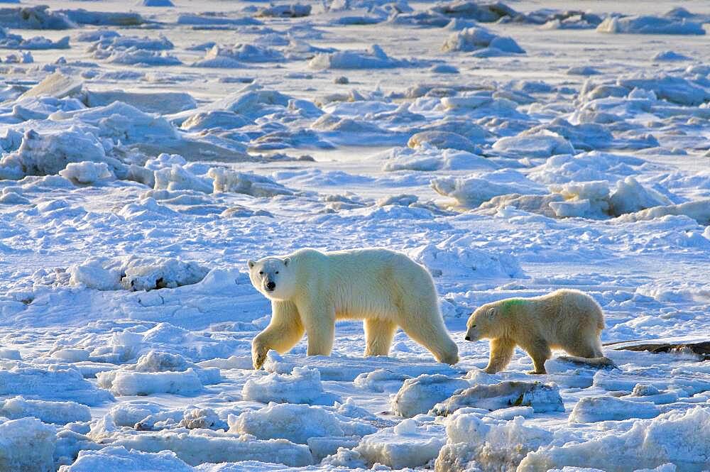 Polar Bear (Ursa maritimus) on sub-arctic Hudson Bay ice and snow, Churchill, MB, Canada