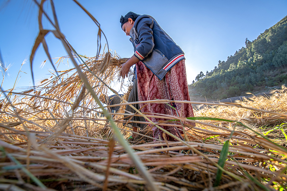 A woman harvesting barley near Ankober, Ethiopia.