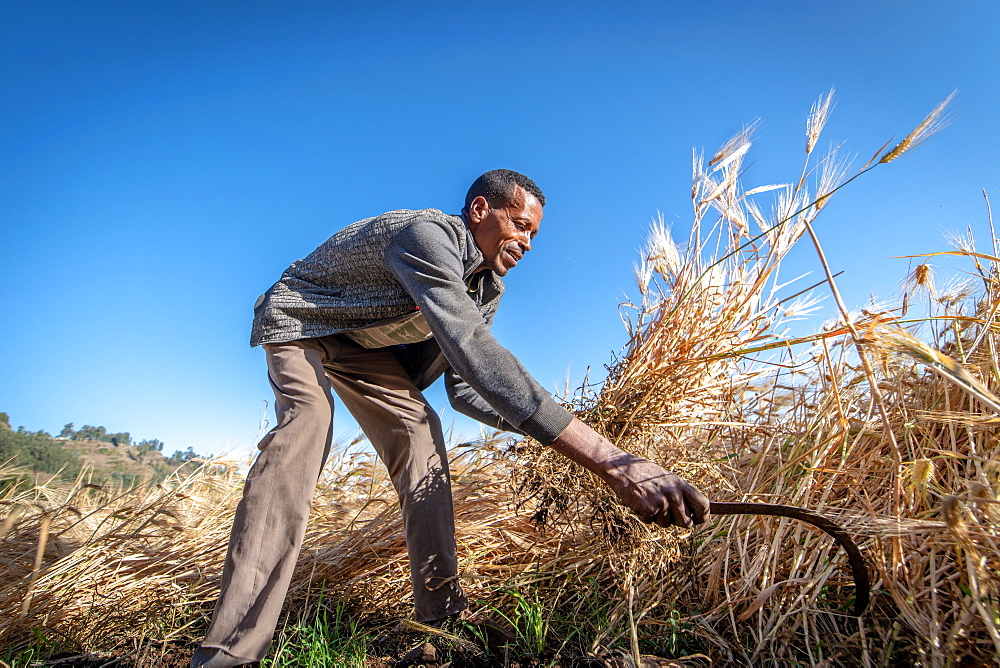 A man harvesting barley near Ankober, Ethiopia.