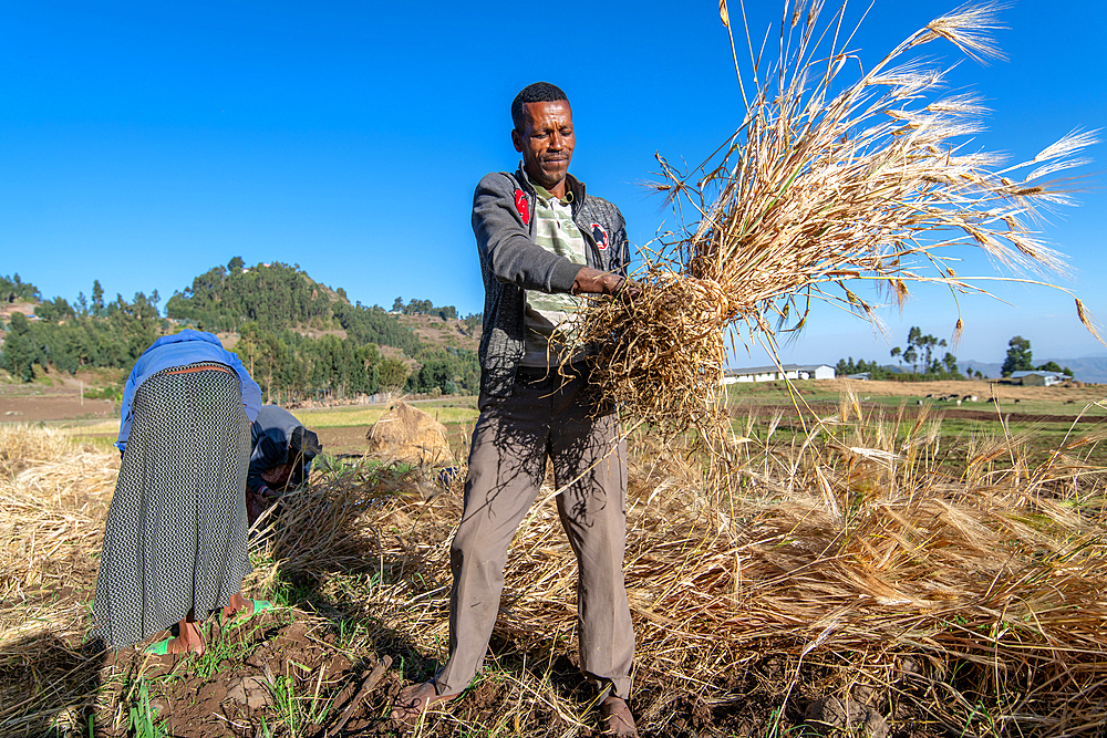 A man harvesting barley near Ankober, Ethiopia.