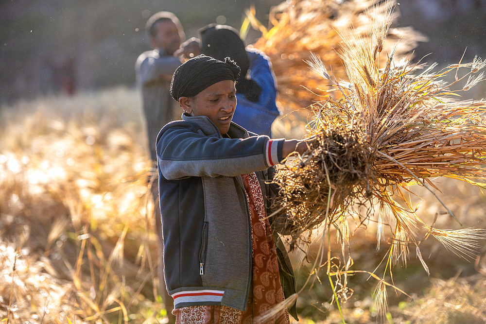 Barley harvest near Ankober, Ethiopia