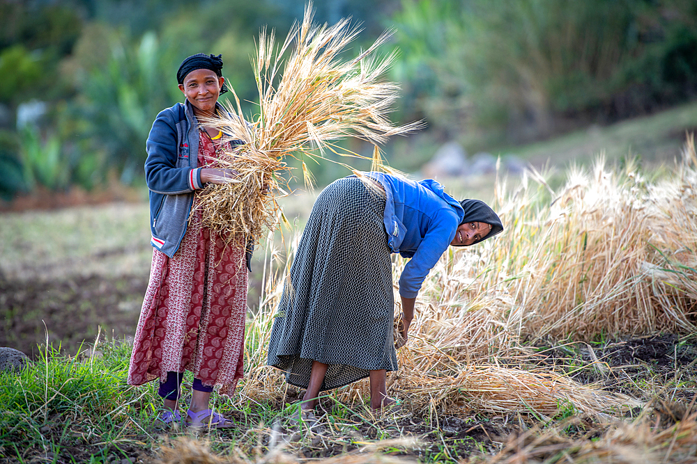 Women harvesting barley near Ankober, Ethiopia.